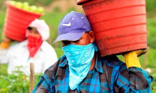 Farmworkers carrying baskets with bandanas over their faces